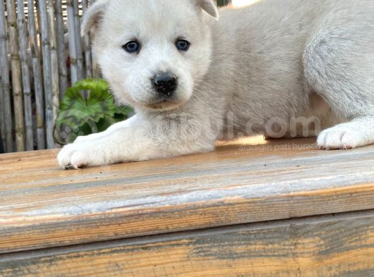 Safkan Üst Kalite Husky Yavrular görsel
