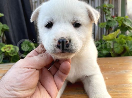 Safkan Üst Kalite Husky Yavrular görsel