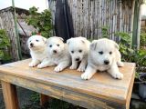 Safkan Üst Kalite Husky Yavrular
