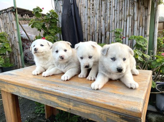 Safkan Üst Kalite Husky Yavrular görsel