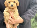 Di̇zayn Irk Malti̇poo Bebekler Aşili