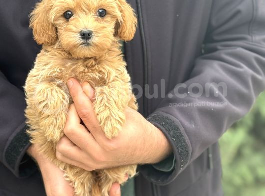 Di̇zayn Irk Malti̇poo Bebekler Aşili görsel