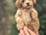 Di̇zayn Irk Malti̇poo Bebekler Aşili