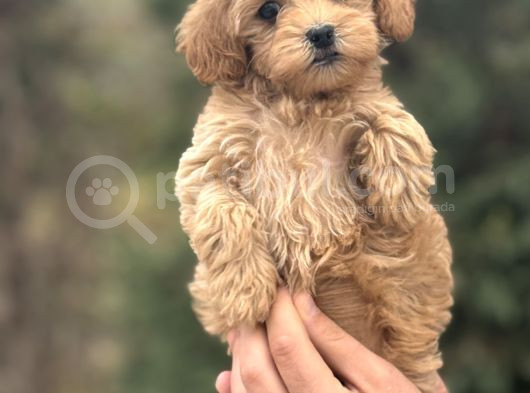 Di̇zayn Irk Malti̇poo Bebekler Aşili görsel