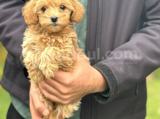 Di̇zayn Irk Malti̇poo Bebekler Aşili