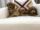 Kahverengi Maltipoo Bebeklerim