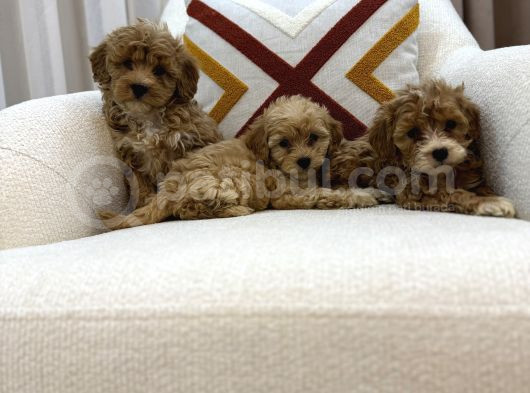 Kahverengi Maltipoo Bebeklerim görsel