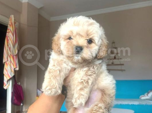 Maltipo Cinsi Yavrular Kahve Tonlu Mini Boy Puppy