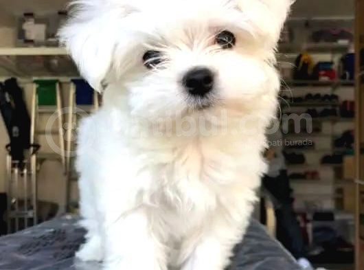 Maltesse Terrier Cinsi Mini Boy Puppy Kar Beyaz görsel