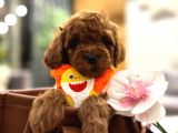 Orjinal Toy Poodle Yavruları