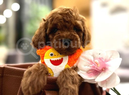 Orjinal Toy Poodle Yavruları görsel