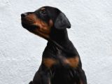 Safkan Dobermann Yavrular