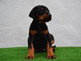 Safkan Dobermann Yavrular