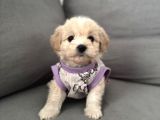 Maltipo Cinsi Yavrular Kahve Tonlu Mini Boy Puppy