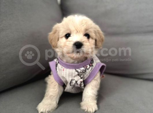 Maltipo Cinsi Yavrular Kahve Tonlu Mini Boy Puppy görsel
