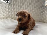 Aprikot Ve Red Toy Poodle Bebekler