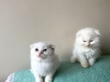 British ShorthairBeyaz BLUEPOİNT Evimin Yavruları