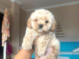 Maltipo cinsi yavrular kahve tonlu mini boy puppy