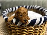 TOY POODLE YAVRULARI ERKEK DİŞİ