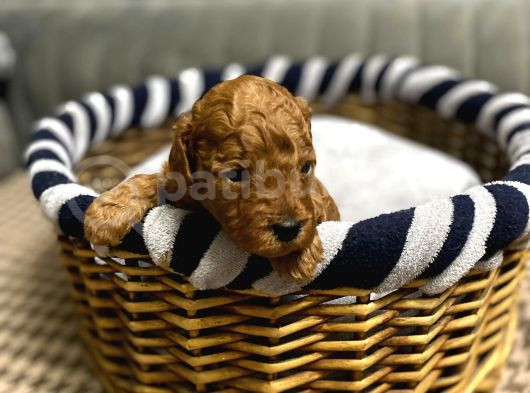 Toy Poodle Yavrulari Erkek Di̇şi̇ görsel
