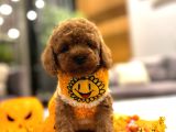 Orjinal toy Poodle yavruları