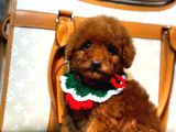 Orjinal Toy Poodle Yavruları