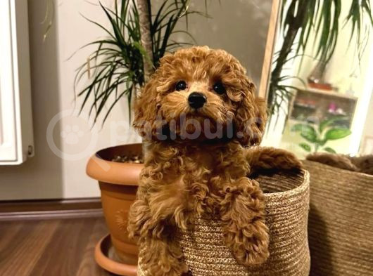 TOY POODLE