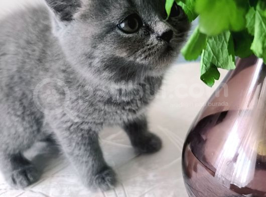Safkan Biritish Shorthair Yavrular görsel