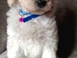 5000 Tl Standart Poodle Yavrular