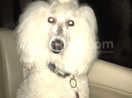 5000 Tl Standart Poodle Yavrular görsel