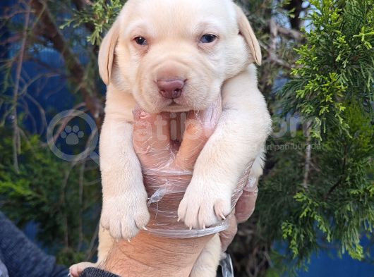 Mavi̇ Göz Şampanya Renk Labrador Yavrular görsel