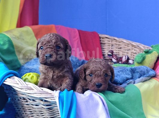 Kizil Renk Orji̇nal Cavapoo Yavrular