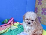 Gerçek Kali̇te Malti̇poo Yavrular Burada