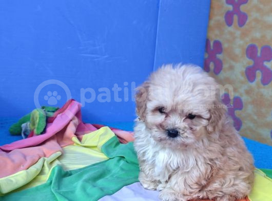 Gerçek Kali̇te Malti̇poo Yavrular Burada görsel