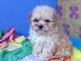 Gerçek Kali̇te Malti̇poo Yavrular Burada