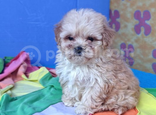 Gerçek Kali̇te Malti̇poo Yavrular Burada görsel