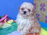 Gerçek Kali̇te Malti̇poo Yavrular Burada