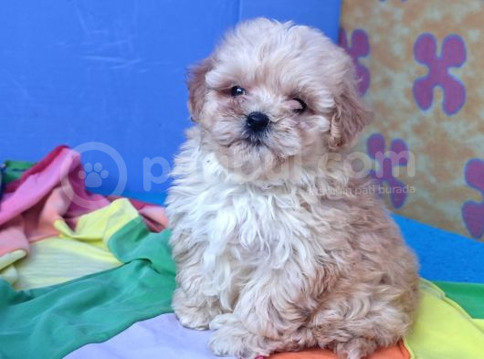 Gerçek Kali̇te Malti̇poo Yavrular Burada görsel