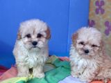 Gerçek Kali̇te Malti̇poo Yavrular Burada