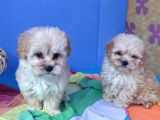 Gerçek Kali̇te Malti̇poo Yavrular Burada
