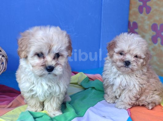 Gerçek Kali̇te Malti̇poo Yavrular Burada görsel