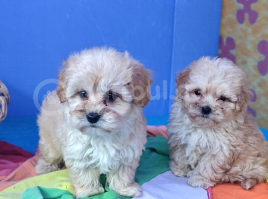 Gerçek Kali̇te Malti̇poo Yavrular Burada