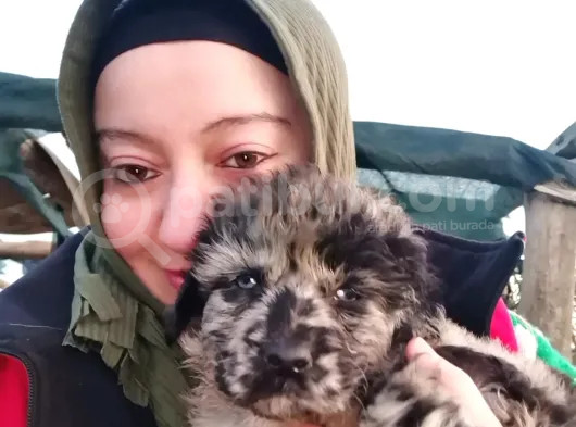 Fos Tüylu Bernedodlarımız