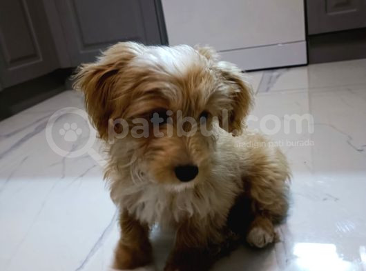 Li̇a - 3Bucuk Aylık Dişi Malti̇poo  görsel