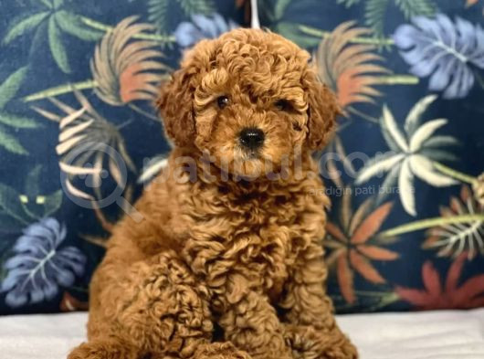 Kıpkırmızı Red Tooy Poodle Sevimli Yavrular görsel