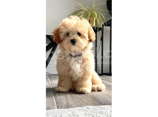 Maltipo Cinsi Yavrular Kahve Tonlu Mini Boy Puppy