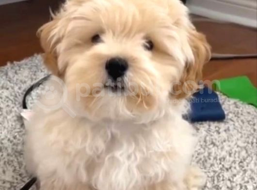 Maltipo Cinsi Yavrular Kahve Tonlu Mini Boy Puppy görsel