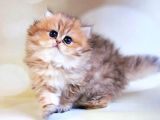 Dikkat çekici Black Golden British Longhair