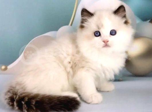 Asil Zerafetiyle Ragdoll görsel