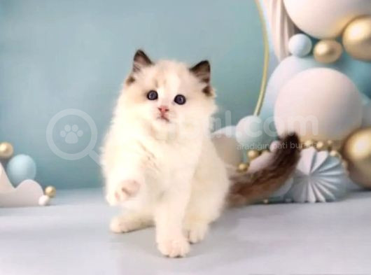 Asil Zerafetiyle Ragdoll görsel